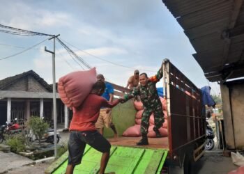 Tak Kenal Hari Libur, Babinsa Desa Sembung Wringinanom Penuh Semangat Dampingi Penyerapan Gabah Petani