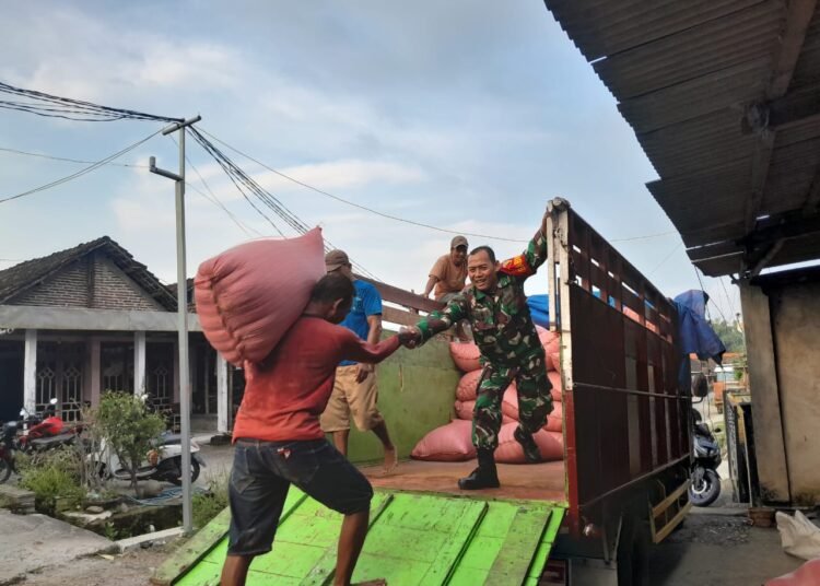Tak Kenal Hari Libur, Babinsa Desa Sembung Wringinanom Penuh Semangat Dampingi Penyerapan Gabah Petani