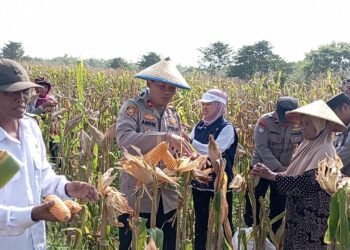 Kapolsek Cerme Polres Gresik Berbaur Bersama Petani Gelar Panen Raya Jagung dengan Penuh Rasa Syukur