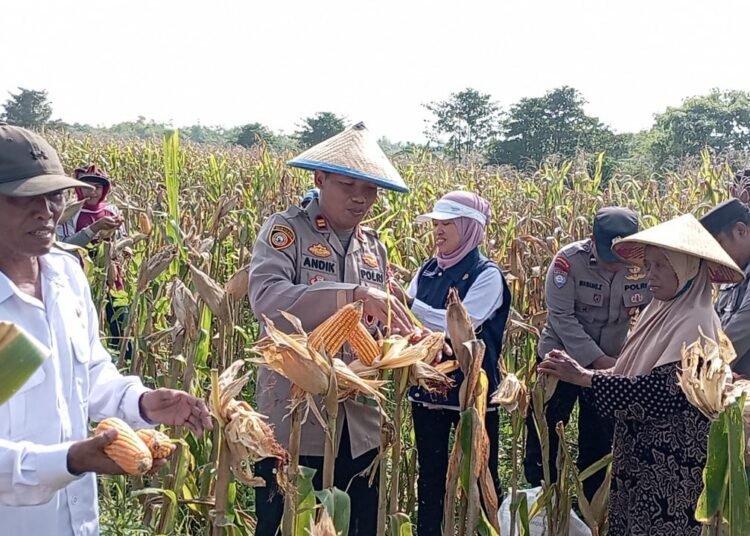 Kapolsek Cerme Polres Gresik Berbaur Bersama Petani Gelar Panen Raya Jagung dengan Penuh Rasa Syukur