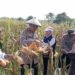 Kapolsek Cerme Polres Gresik Berbaur Bersama Petani Gelar Panen Raya Jagung dengan Penuh Rasa Syukur