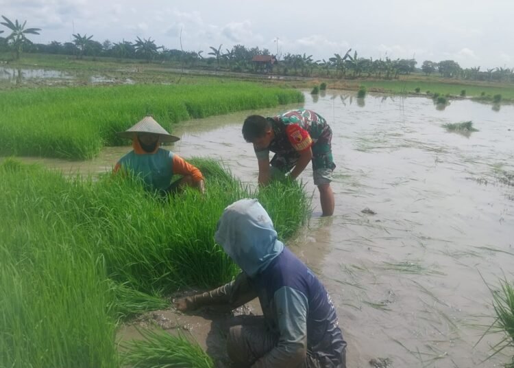 Babinsa Bungah Dampingi Petani Binaan Siapkan Bibit Padi di Lahan 0,5 Hektare di Desa Sidokumpul