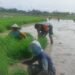 Babinsa Bungah Dampingi Petani Binaan Siapkan Bibit Padi di Lahan 0,5 Hektare di Desa Sidokumpul