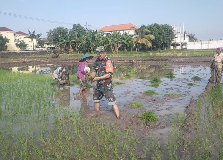 Babinsa Bungah Serka Didik Penuh Semangat Dampingi Petani Desa Sidokumpul Giat Penanaman Padi