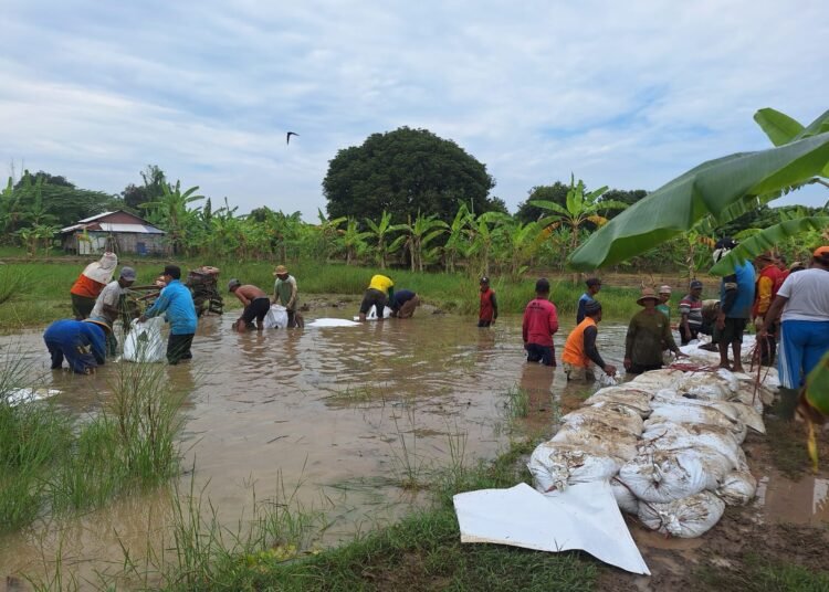Warga Bungah Berjibaku Bikin Tanggul Darurat Selamatkan Puluhan Hektar Sawah dari Luapan Bengawan Solo