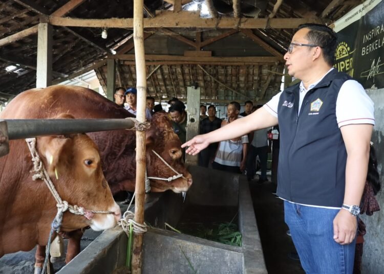 Plt Bupati dr. H. Asluchul Alif Kunjungi Dua Ekor Sapi Milik Peternak Gresik yang Dibeli Presiden RI Prabowo Subianto