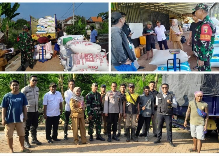 Alhamdulillah, Penyerapan Gabah Petani Desa Kebonagung Berjalan Lancar Berkat Pendampingan Babinsa Ujungpangkah