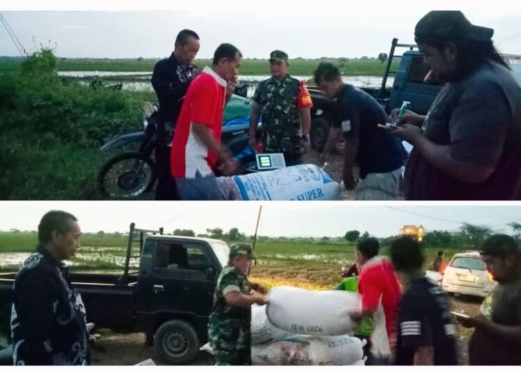 Babinsa Bungah dan Kades Raciwetan Tak Kenal Lelah Dampingi Penyerapan Gabah Petani