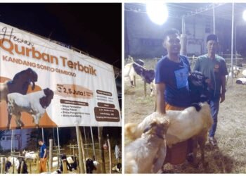 Hewan Kurban Terbaik untuk Iduladha Ya Sonto Gembolo Milik Abidzar Putra Mahkota H. Yazid Dirut PT Sonto Bangun Perkasa