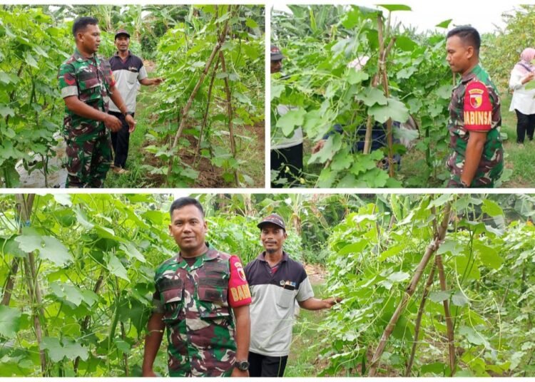 Babinsa Koramil Dukun Dampingi Petani Baron Budidaya Sayur dan Buah Perkuat Ketahanan Pangan