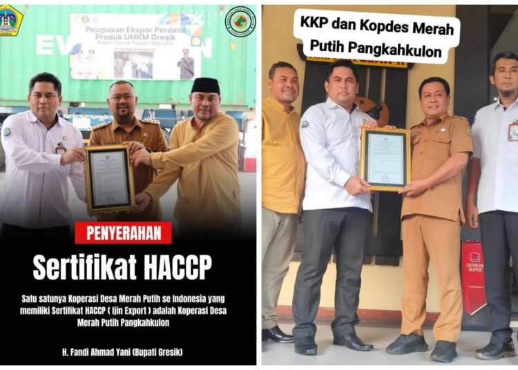 Rumput Laut Pangkahkulon Go Internasional Berkat Kopdes Merah Putih Kantongi Sertifikat Izin Ekspor