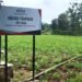 Bantuan Irigasi SIG Tingkatkan Produktivitas Pertanian di Tuban: Bisa Panen Empat Kali dalam Setahun