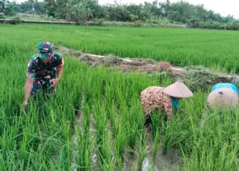 Pagi-pagi Babinsa Balongpanggang Sudah Terjun ke Sawah Bantu Petani Merawat Tanaman Padi
