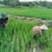 Pagi-pagi Babinsa Balongpanggang Sudah Terjun ke Sawah Bantu Petani Merawat Tanaman Padi