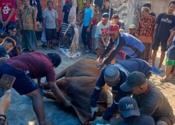 Iduladha, Kades Mojoasem Sidayu Bersyukur Jumlah Hewan Meningkat Berkat Warganya Kompak Berkurban