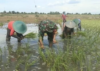 Guyub Penuh Semangat Kebersamaan, Babinsa Duduksampeyan Bantu Petani Tanam Padi di Desa Setrohadi