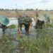 Guyub Penuh Semangat Kebersamaan, Babinsa Duduksampeyan Bantu Petani Tanam Padi di Desa Setrohadi
