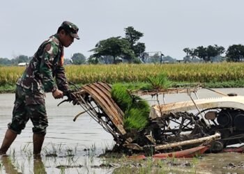 Babinsa Ujungpangkah Aktif Turun ke Sawah sebagai Garda Terdepan Ketahanan Pangan
