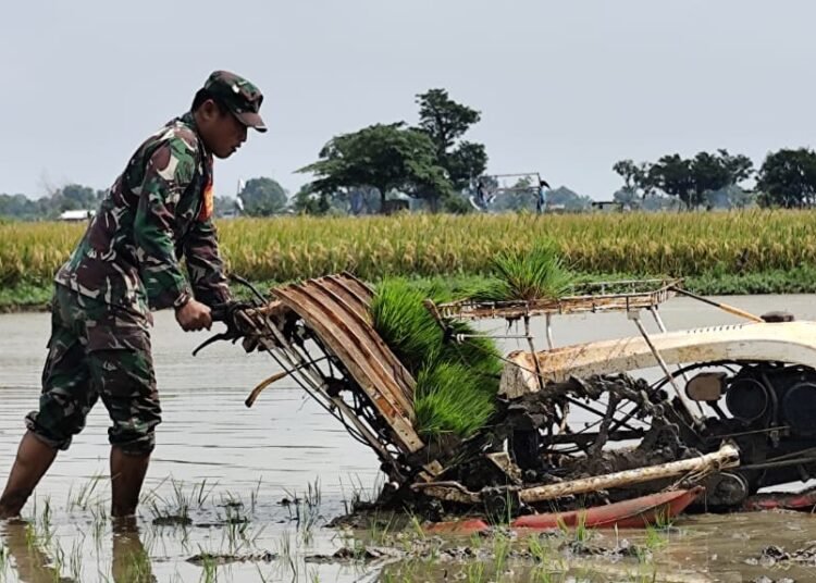Babinsa Ujungpangkah Aktif Turun ke Sawah sebagai Garda Terdepan Ketahanan Pangan