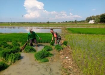 Semangat Ketahanan Pangan, Babinsa Panceng Tanam Padi Bersama Petani Penuh Rasa Syukur