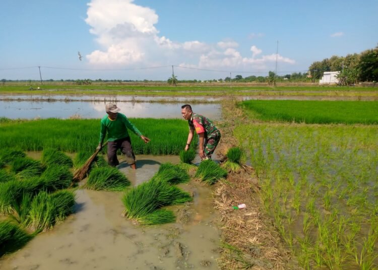 Semangat Ketahanan Pangan, Babinsa Panceng Tanam Padi Bersama Petani Penuh Rasa Syukur