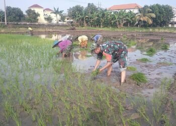 Babinsa Bungah Menyatu dengan Petani Tanam Bibit Padi Wujudkan Ketahanan Pangan