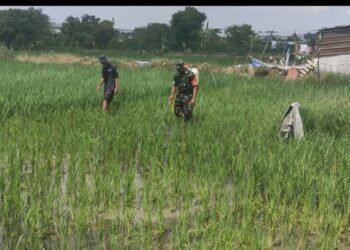 Bersenjatakan Alat Semprot, Babinsa Manyar Bersama Petani Binaan Perangi Hama Tanaman Padi