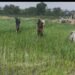 Bersenjatakan Alat Semprot, Babinsa Manyar Bersama Petani Binaan Perangi Hama Tanaman Padi