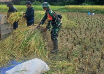 Babinsa Koramil 0817/18 Tambak Dampingi Petani Panen Raya Padi di Pulau Bawean