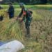 Babinsa Koramil 0817/18 Tambak Dampingi Petani Panen Raya Padi di Pulau Bawean