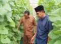 Ikhtiar Sejahterakan Warga, Pemdes Suci Manyar Buat Green House Melon Dongkrak PADes
