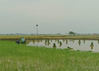 Berkat Pemdes Bangun 7 Titik JUT, Petani Desa Gredek Duduksampeyan Sumringah Bisa Panen Tiga Kali Setahun