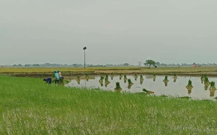 Berkat Pemdes Bangun 7 Titik JUT, Petani Desa Gredek Duduksampeyan Sumringah Bisa Panen Tiga Kali Setahun