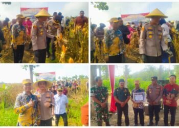 Pemdes Prupuh Panceng Sukses Gelar Panen Raya Jagung Dukung Ketahanan Pangan Nasional