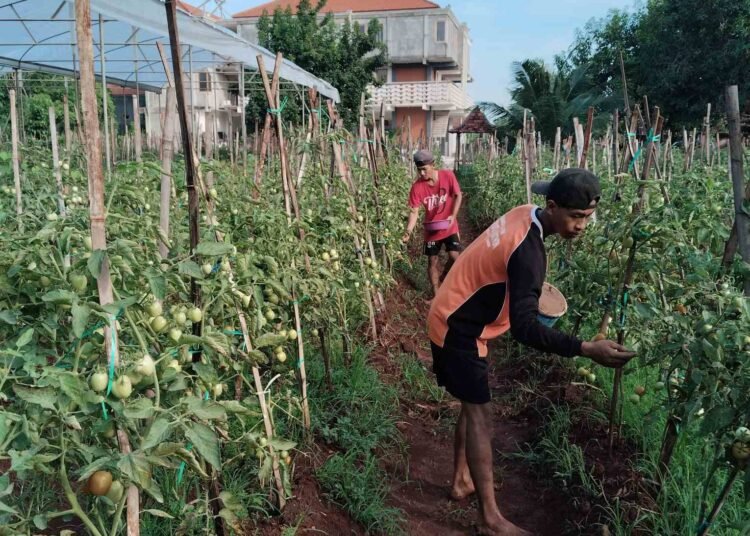 Pesantren PBB di Panceng Jadi Penggerak dan Pelopor Kemandirian Santri di Bidang Pertanian