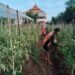 Pesantren PBB di Panceng Jadi Penggerak dan Pelopor Kemandirian Santri di Bidang Pertanian