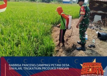 Tingkatkan Produksi Pangan, Babinsa Panceng Penuh Semangat Dampingi Petani Desa Siwalan