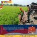 Tingkatkan Produksi Pangan, Babinsa Panceng Penuh Semangat Dampingi Petani Desa Siwalan