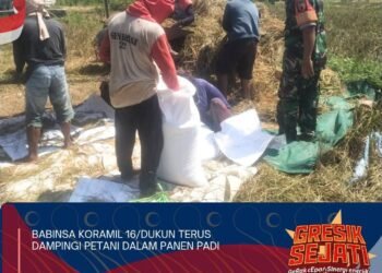 Sertu Tulus Babinsa Dukun Tulus Ikhlas Bantu Petani Desa Babak Bawo Giat Panen Padi