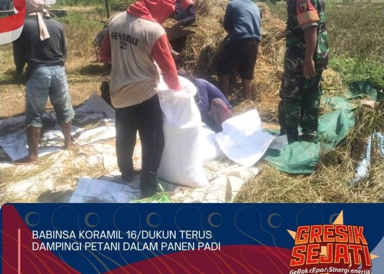 Sertu Tulus Babinsa Dukun Tulus Ikhlas Bantu Petani Desa Babak Bawo Giat Panen Padi