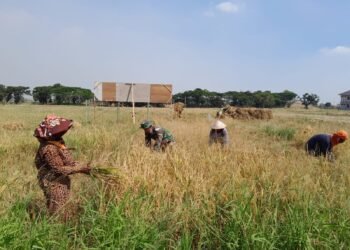 Wujudkan Ketahanan Pangan, Babinsa Menganti Terjun Langsung ke Sawah Dampingi Petani Panen Padi