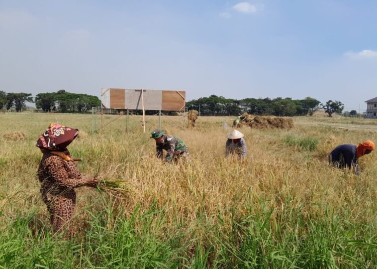 Wujudkan Ketahanan Pangan, Babinsa Menganti Terjun Langsung ke Sawah Dampingi Petani Panen Padi