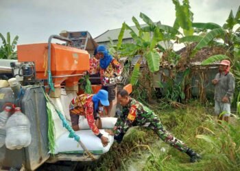 Semangat Pagi, Babinsa Benjeng Terjun Langsung ke Sawah Bantu Petani Kedungrukem Panen Padi