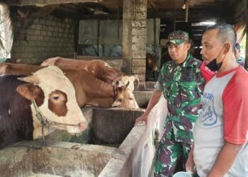 Babinsa Balongpanggang Sambang Peternak Sapi Desa Ngasin Berikan Motivasi dan Pendampingan