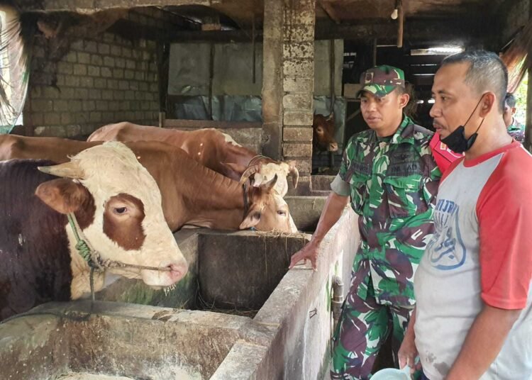 Babinsa Balongpanggang Sambang Peternak Sapi Desa Ngasin Berikan Motivasi dan Pendampingan