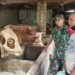 Babinsa Balongpanggang Sambang Peternak Sapi Desa Ngasin Berikan Motivasi dan Pendampingan