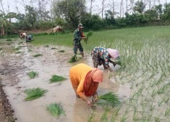 Semangat Babinsa Ujungpangkah Terjun ke Sawah Bantu Petani Tanam Padi di Kebon Agung