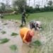 Semangat Babinsa Ujungpangkah Terjun ke Sawah Bantu Petani Tanam Padi di Kebon Agung