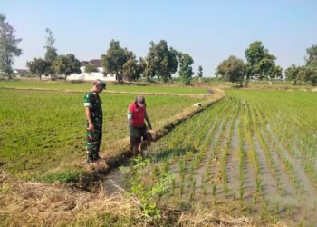 Babinsa Ujungpangkah Dampingi Petani Perkuat Program Ketahanan Pangan Nasional