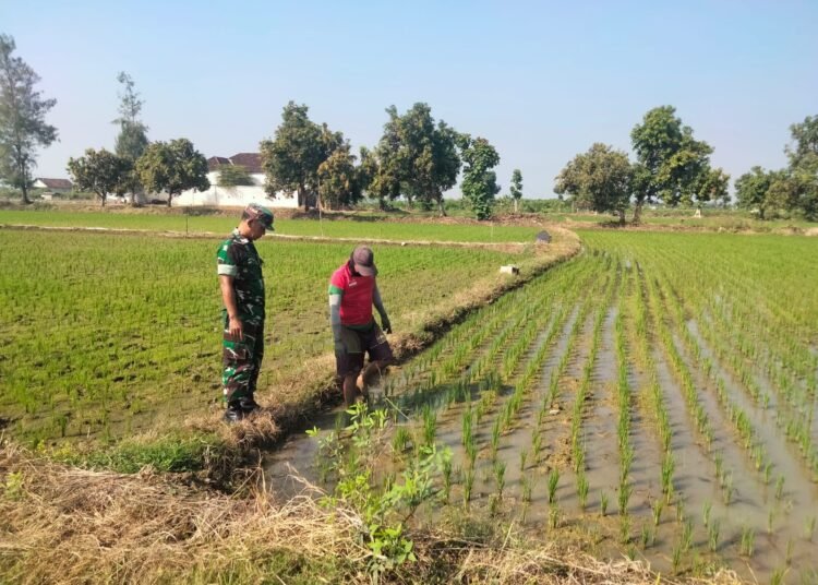 Babinsa Ujungpangkah Dampingi Petani Perkuat Program Ketahanan Pangan Nasional
